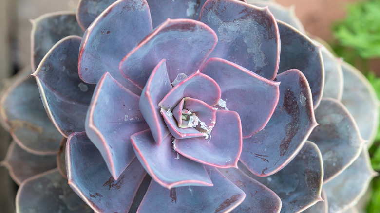 Closeup of an echeveria plant rosette in shades of blue and purple