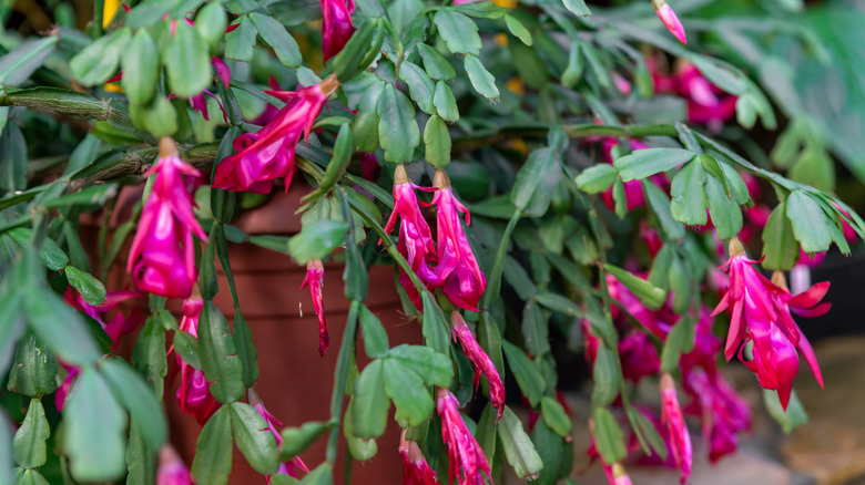 Green Christmas cactus growing in a pot with pink flowers