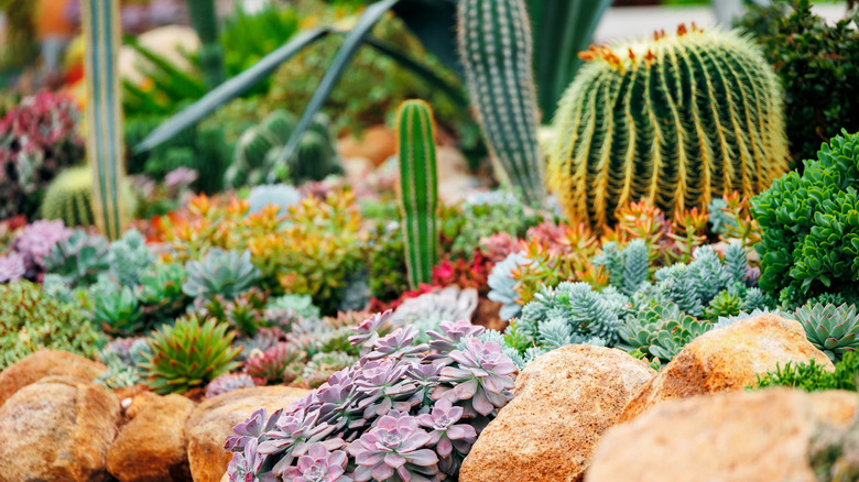 A desert garden with rocks and a variety of succulents and cacti