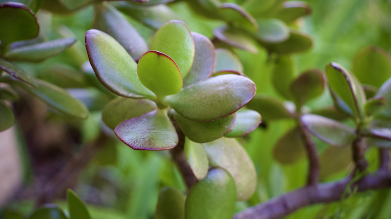 Closeup of green jade plant leaves edged in red