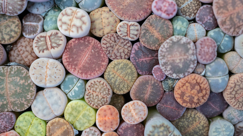 A variety of colorful living stones in shades of green, blue, gray, orange, pink, and purple