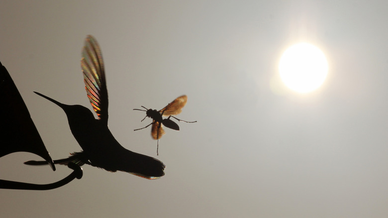 Silhouettes of hummingbird and a wasp fighting over a feeder hanging in the sun.