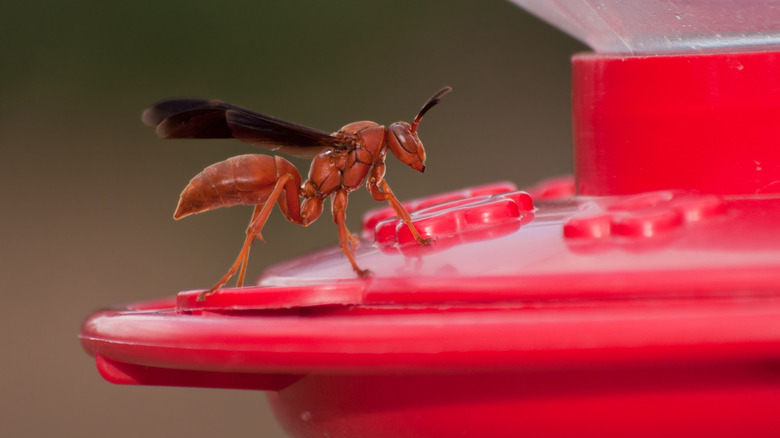 Close up view of a wasp standing on a hummingbird feeder.