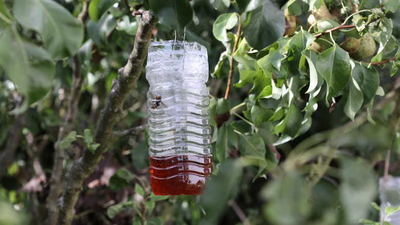 A wasp climbs the wall of a wasp trap made from a plastic water bottle.