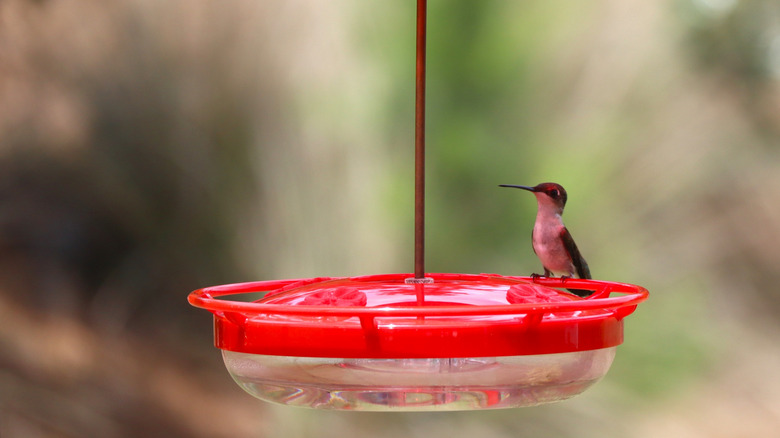 Hummingbird sits on a saucer feeder.