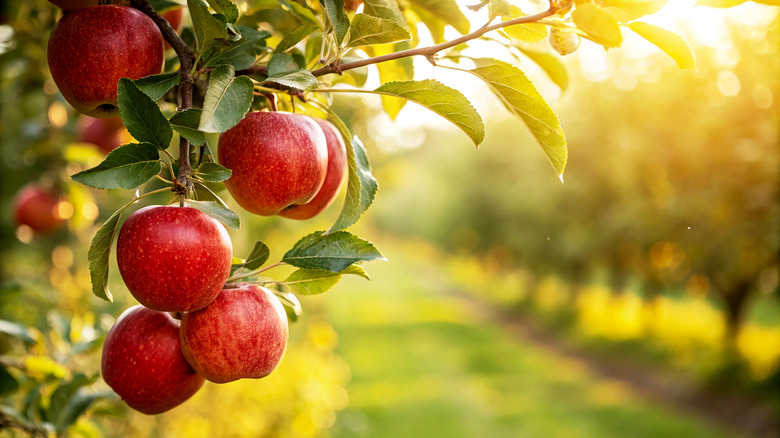 Red apples ripen on a tree.
