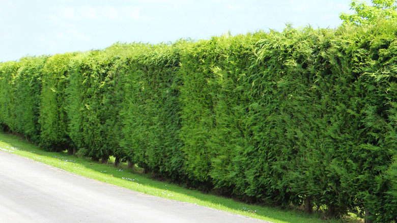 A hedge of Leyland cypresses line a driveway.