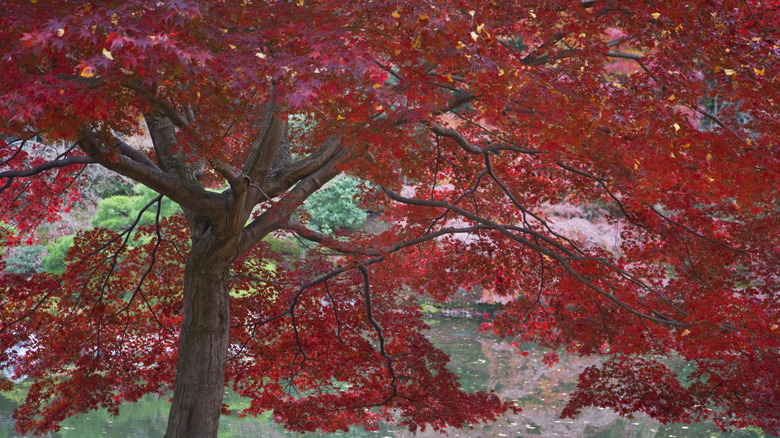 A maple tree boasts vibrant red leaves in fall.