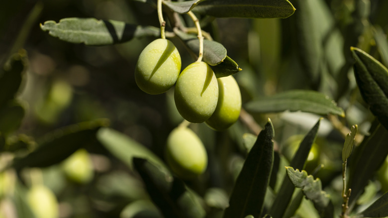 Olives cling to a tree.