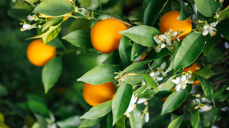 Oranges ripen on a tree.