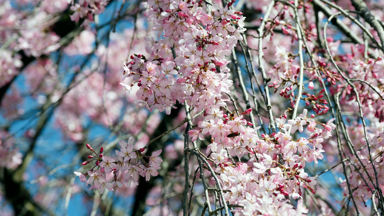 White and pink weeping Higan cherry blossoms on silver branches.