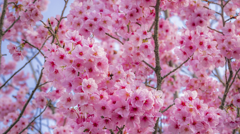 Pink Japanese cherry blossom flowers on branches against a blue sky