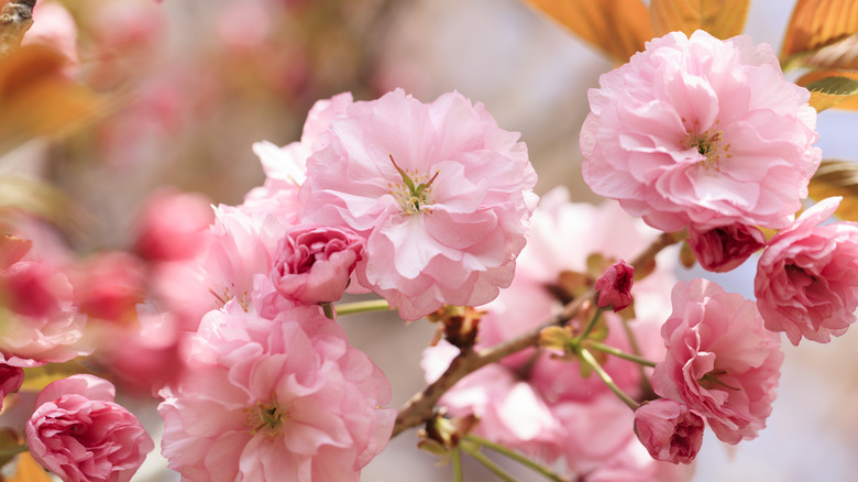 A close up of pink 'Kanzan' cherry blossoms