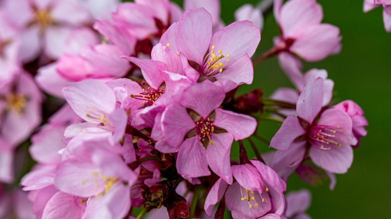 Closeup of bright pink Sargent's cherry blossoms with a green background.