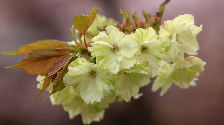 Closeup of greenish yellow 'Ukon' cherry blossoms with copper leaves.