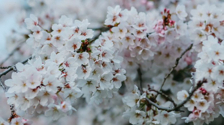 White and pink Yoshino cherry blossoms on a branch in front of a road.
