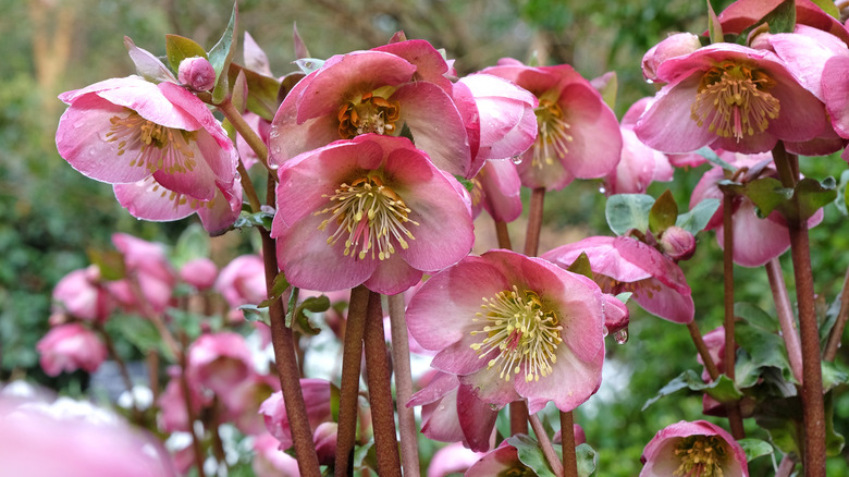 Pink hellebores flowers sit in a garden bed.