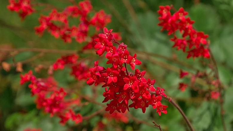 Red flowers of coral bells grow together.