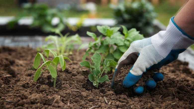 Gardener plants seedlings in garden bed.