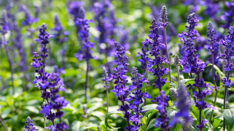 Violent salvia's narrow flowers stand in a garden.