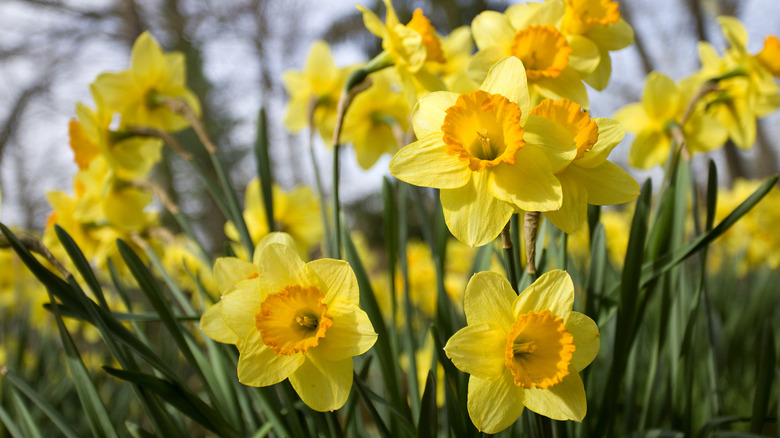 Sunny yellow daffodils grow in a garden.