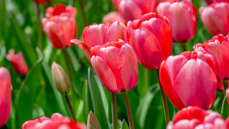 Close in shot of several pink tulips.