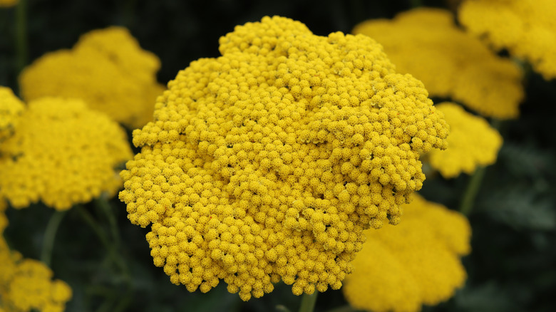 Zoomed in view of yellow yarrow flowers.