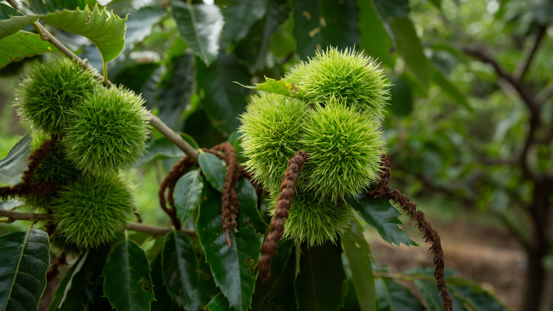 Chinese chestnuts grow on a tree.