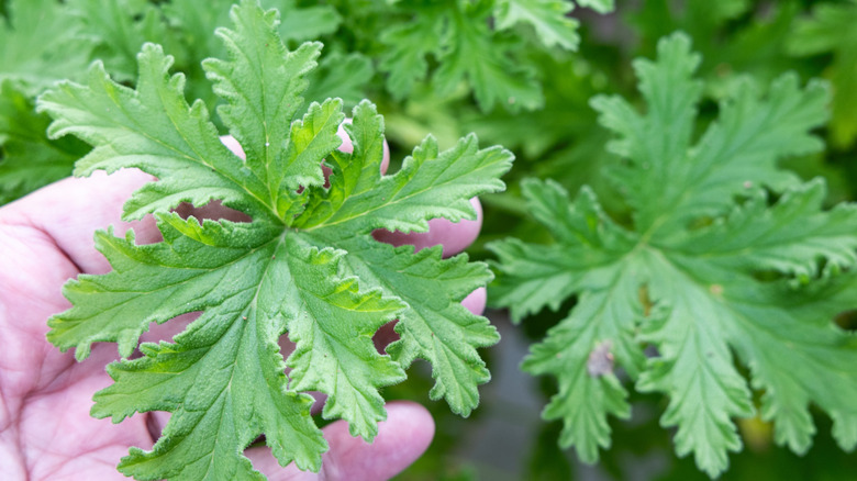 A gardener holds the leaf of citronella plant.