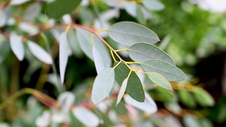 A eucalyptus tree has pale green leaves.