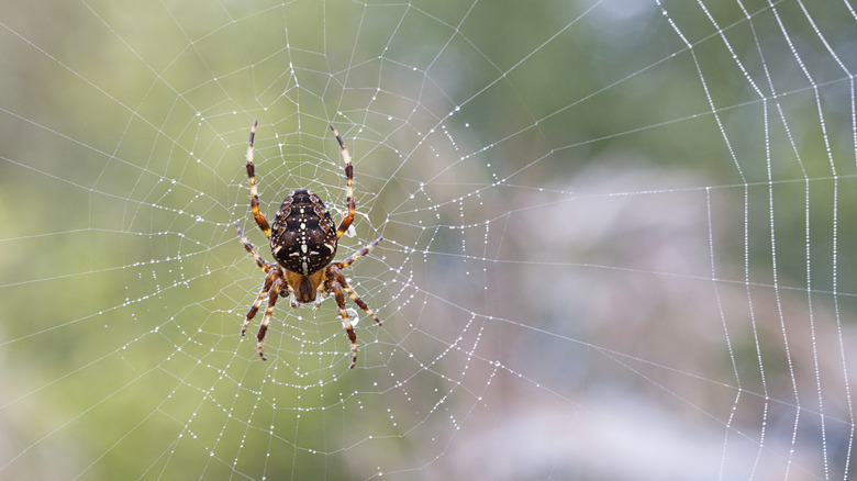 A spider perches in the center of your web.