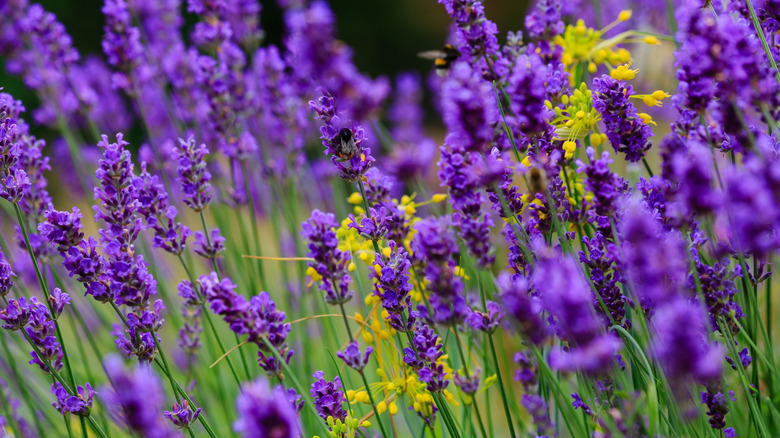 Lavender blooms with purple flowers.