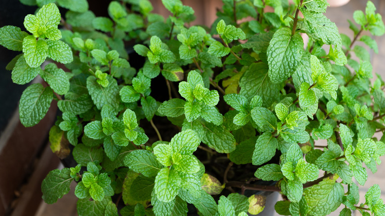 Mint grows in a container.