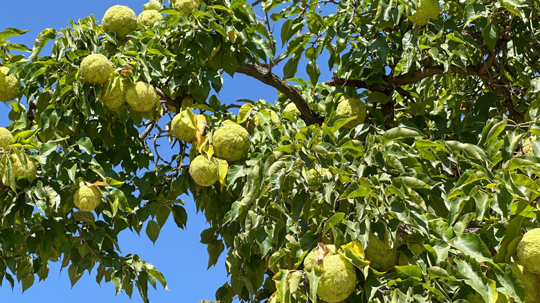 Osage-oranges hang on a tree.