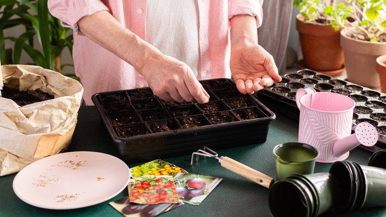 A person sows seeds in their greenhouse.