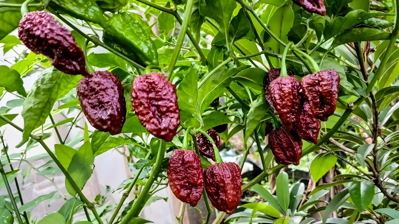 Spicy peppers ripen on a plant.