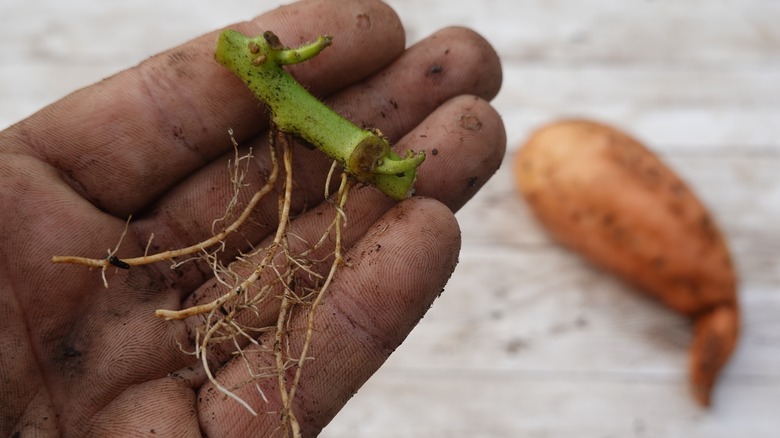 A gardener prepares to plant a sweet potato slip.