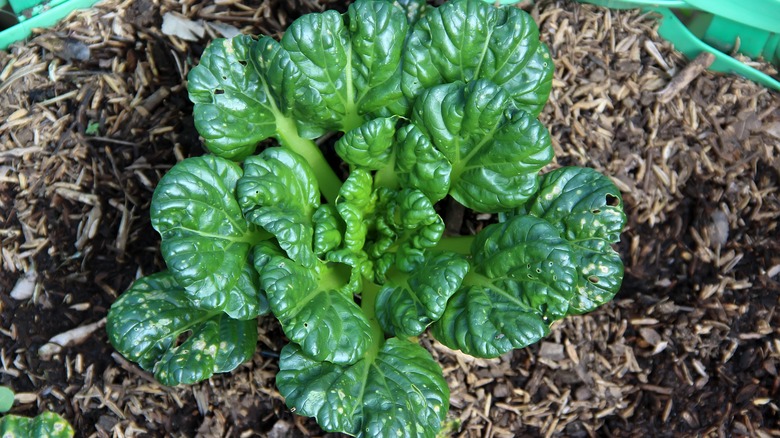 A rosette of bright tatsoi thrives in a garden.