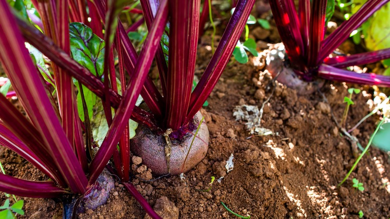 Beet roots and stems thrive in a garden.