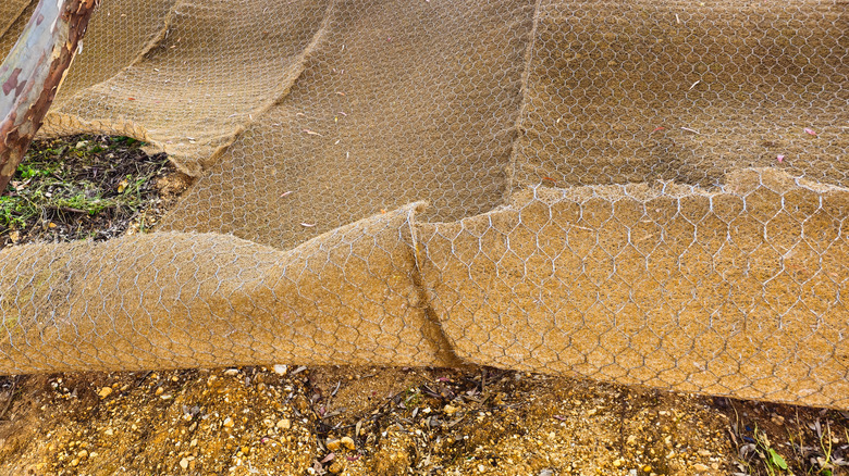 Young plants growing through holes cut into black landscape fabric, with small rocks holding the fabric in place