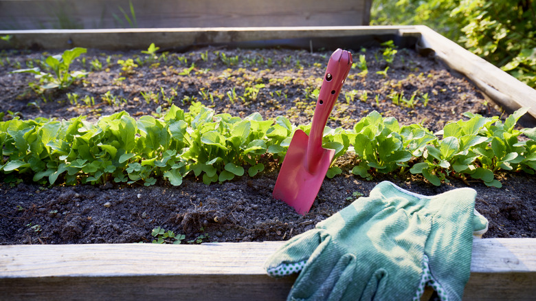 Raised garden bed with rows of young green plants, a red hand shovel stuck in the soil, and a pair of green gardening gloves resting on the wooden edge