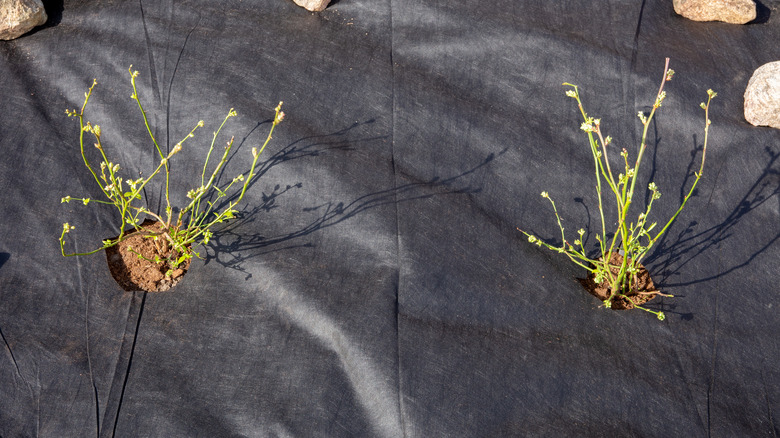 Young plants growing through holes cut into black landscape fabric, with small rocks holding the fabric in place