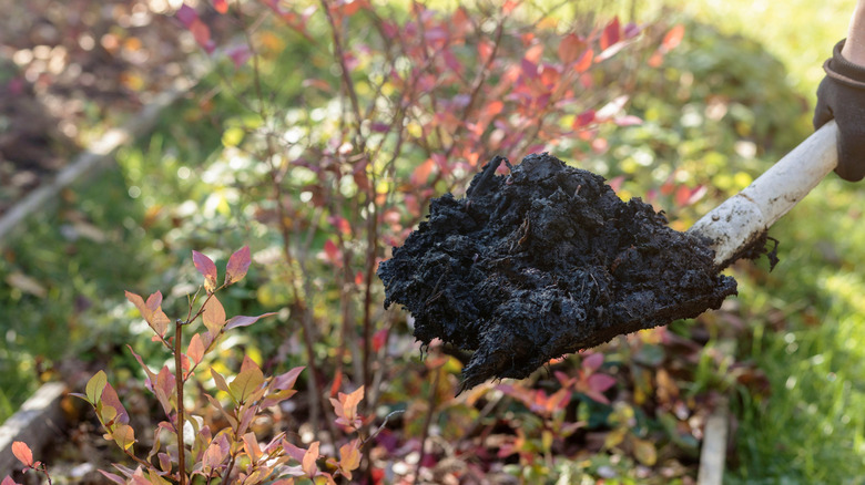 Shovel holding a clump of dark organic compost, with garden plants and greenery in the background