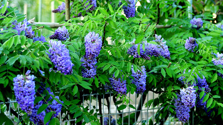 Purple wisteria flowers and green leaves growing along a gray fence.