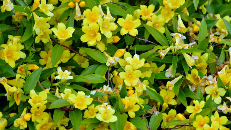 Yellow Carolina jessamine blooms with green foliage between.