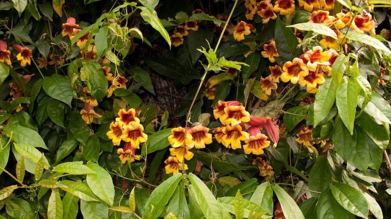 Yellow and red crossvine flowers and green leaves growing vertically.