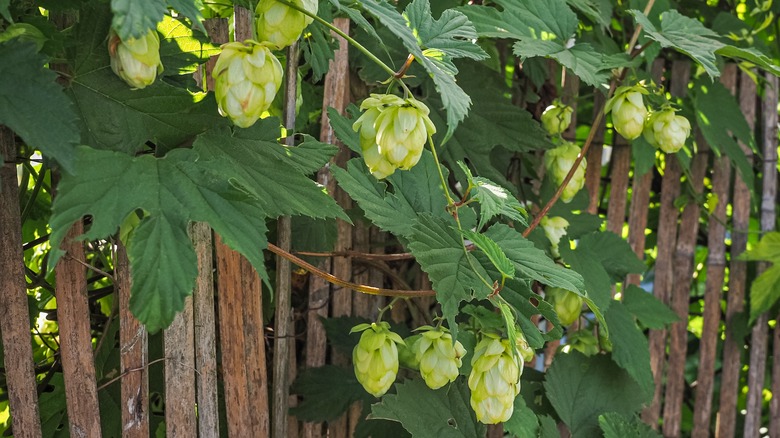 Light green hops and green leaves growing on a wooden fence.
