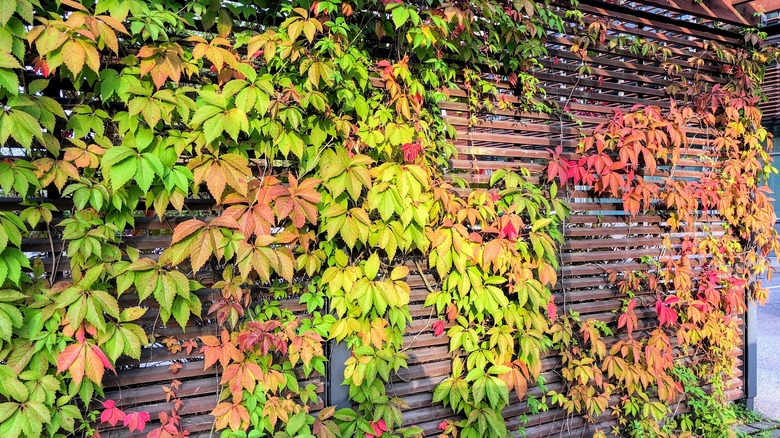 Red, green, and yellow Virginia creeper vines growing on a pergola fence.