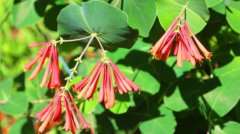 Red trumpet honeysuckle flowers hang in front of green foliage.