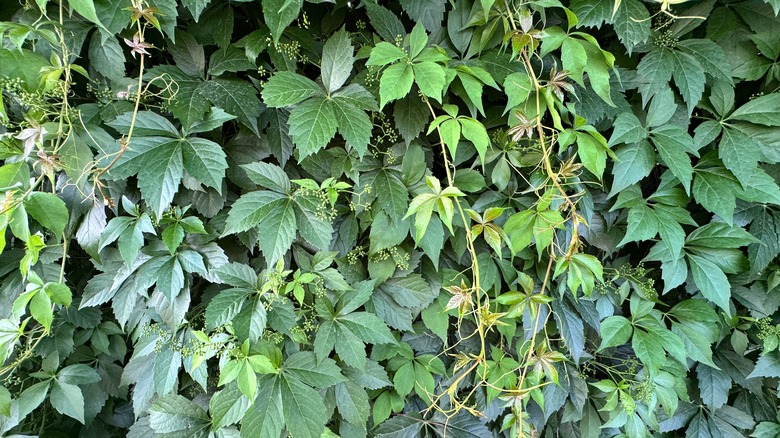 Green Virginia creeper leaves totally eclipse a fence.
